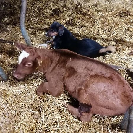 Brunners Harzerhof Lägenhet Iseltwald Exteriör bild